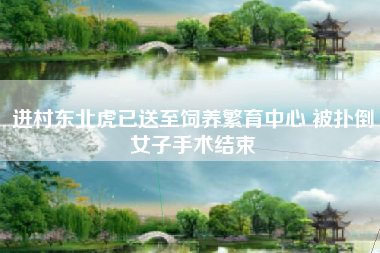 进村东北虎已送至饲养繁育中心 被扑倒女子手术结束